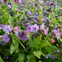 Pulmonaria officinalis fleur